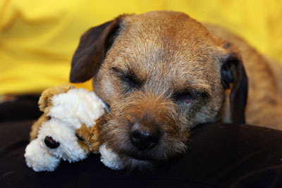 Crufts dog show in Birmingham 