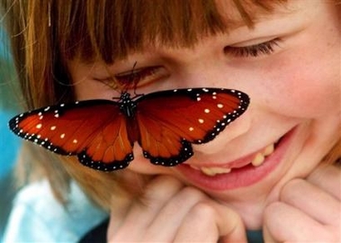 Up close look at butterfly