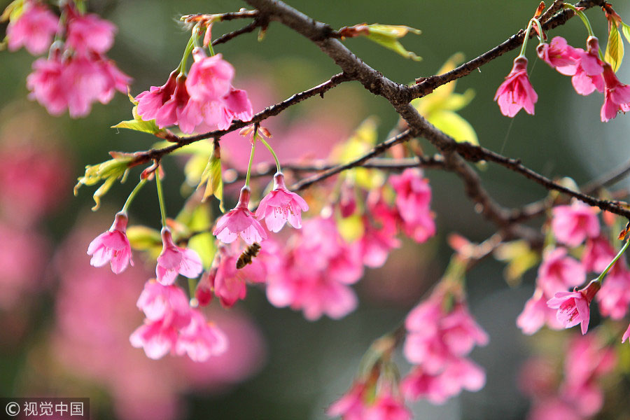 踏青季：春天盛開的9種鮮花 哪一種最美？（組圖）