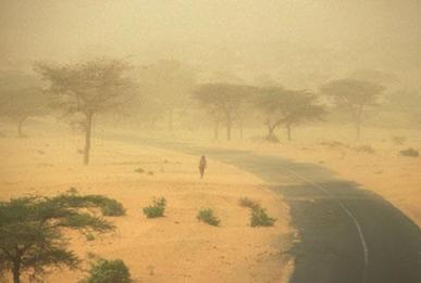 Climate change blamed for dying African trees