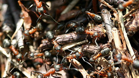 Ants in space 螞蟻在太空的表現