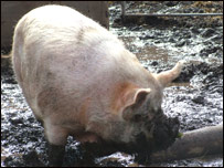 City Farm 城市農場