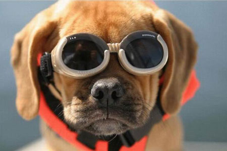 Like my new sun-glasses?