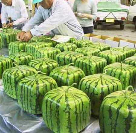 Square watermelon,grown in boxes 方形西瓜問世