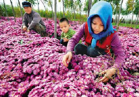 農(nóng)地流轉(zhuǎn) rural land transfer