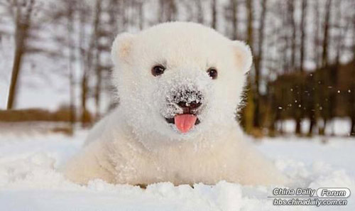 雪中的可愛小動物