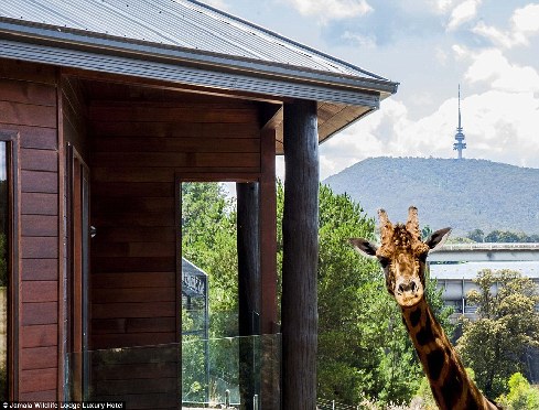 旅館？動物園？這是澳大利亞加馬拉野生動物旅館！