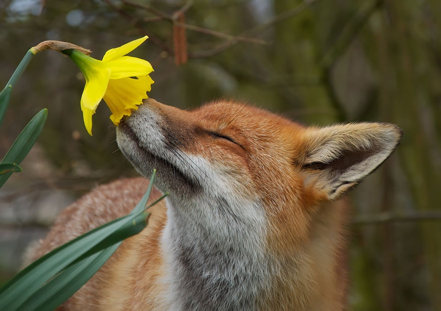 萌化了：聞花的動物們（組圖）