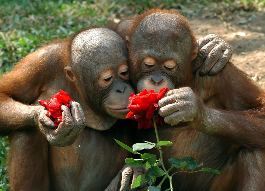 萌化了：聞花的動物們（組圖）