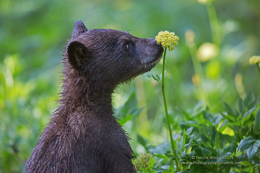 萌化了：聞花的動物們（組圖）