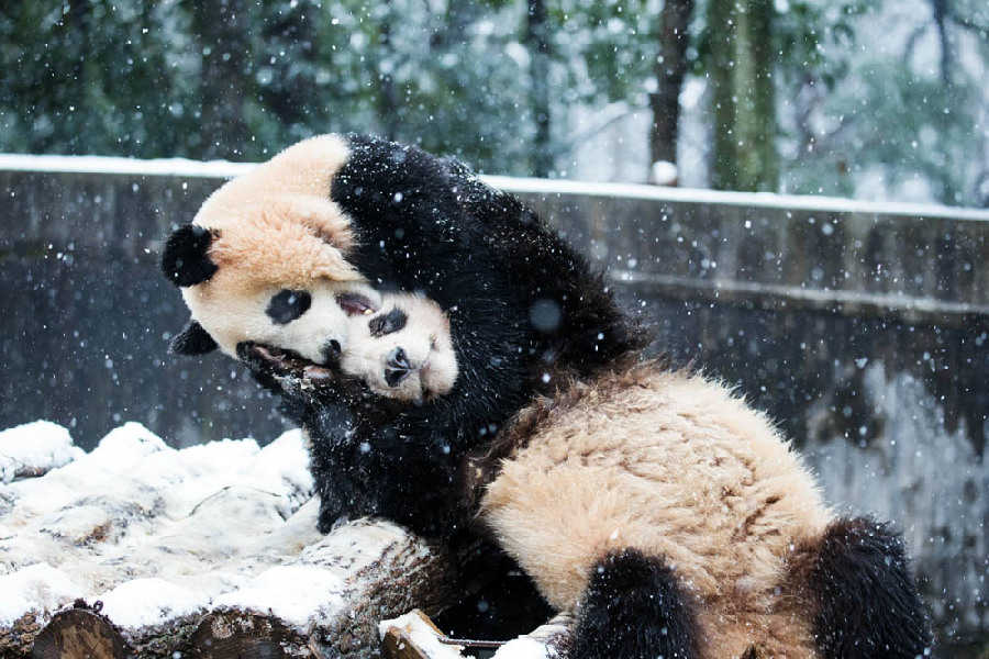 中國日報聚焦各地寒潮來襲