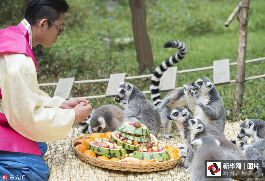 吃得開(kāi)心！韓國(guó)動(dòng)物園大熊貓?zhí)崆跋硎芄?jié)日大餐（組圖）