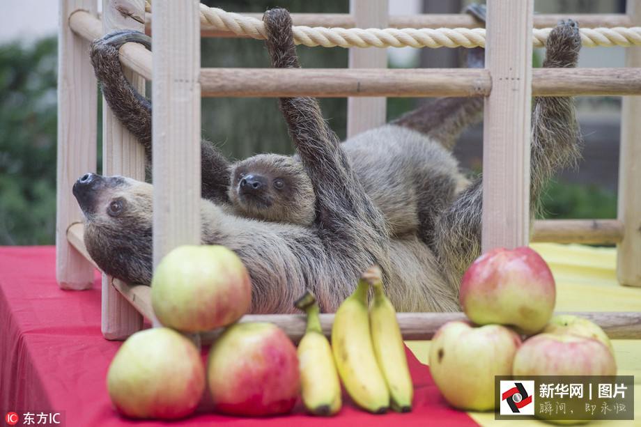 吃得開心！韓國動物園大熊貓提前享受節日大餐（組圖）