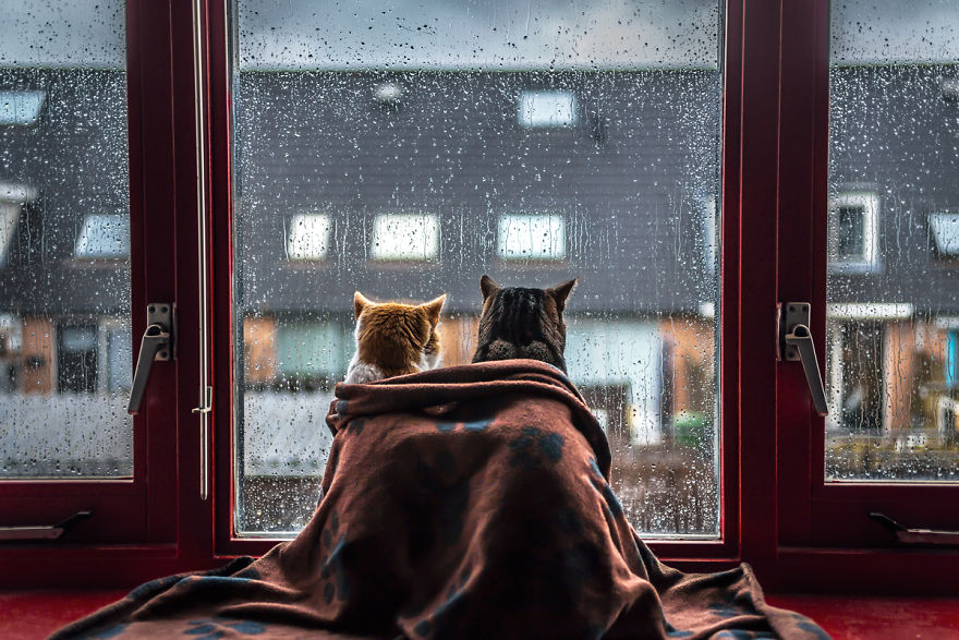 兩只貓的hygee時光：雨天閑看窗外風景（組圖）