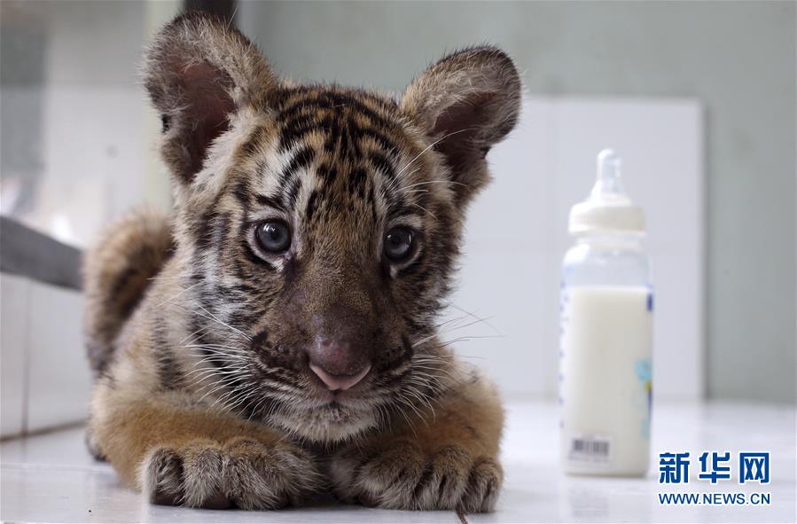 萌萌噠！“治愈系”動物們的憨萌瞬間（組圖）