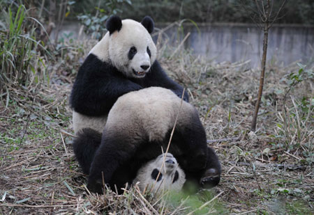 Mainland panda pair ready to leave for Taiwan