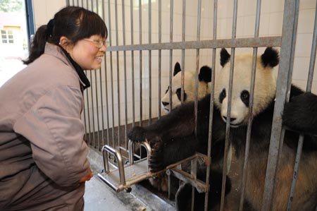 Mainland panda pair ready to leave for Taiwan