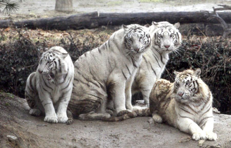 White tigers in South Korea