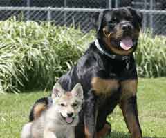 Rottweiler adopts wolf<BR> 德犬收養被棄小狼(圖)