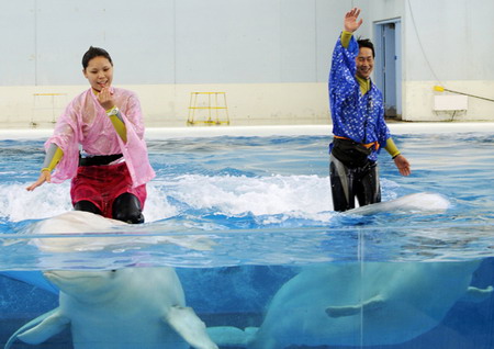 Dance with belugas