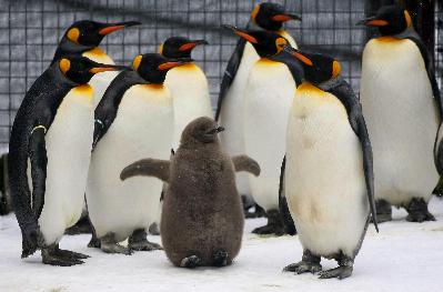 Baby king penguin dances boldly out into public life