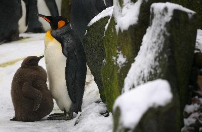 Baby king penguin dances boldly out into public life