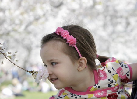 Cherry blossoms blooming in Washington