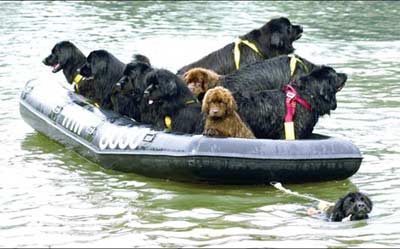 意大利海灘救生犬勇擔救人重任